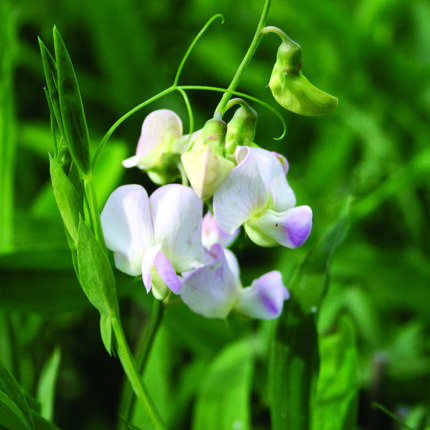 Lathyrus lat Pink Pearl