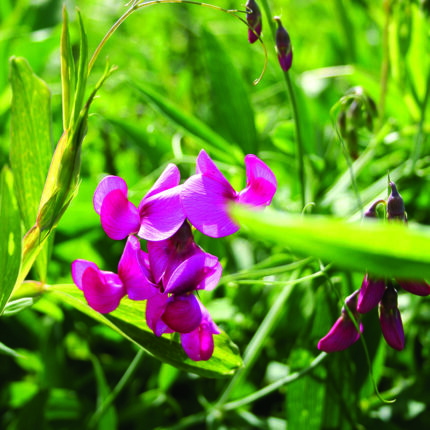 Lathyrus lat Red Pearl