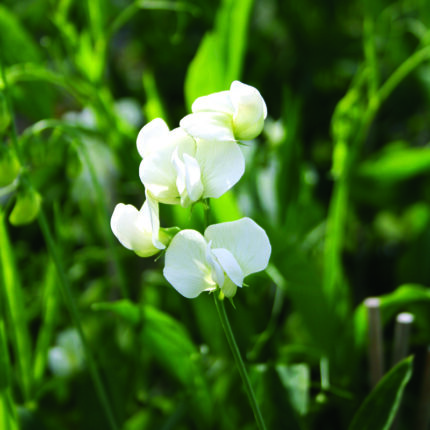 Lathyrus lat White Pearl