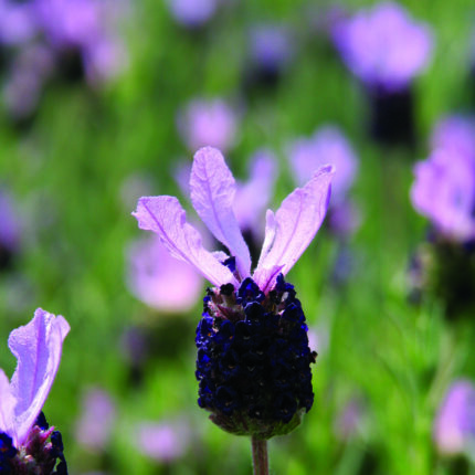 Lavandula stoechas Fathead