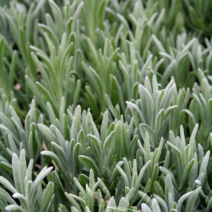 Lavandula ang Edelweiss