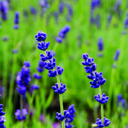 Lavandula ang Hidcote