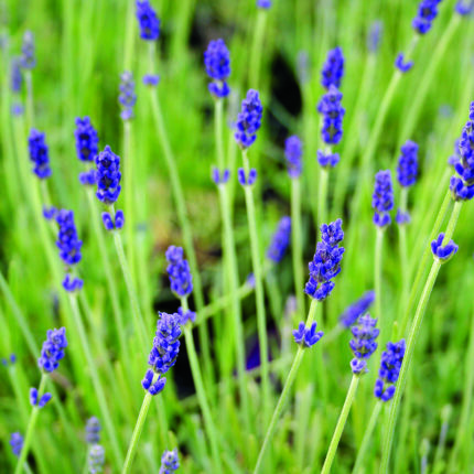 Lavandula ang Munstead
