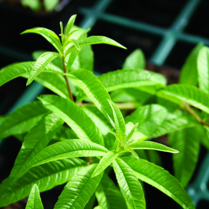 Lemon Verbena
