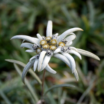 Leontopodium alpinum
