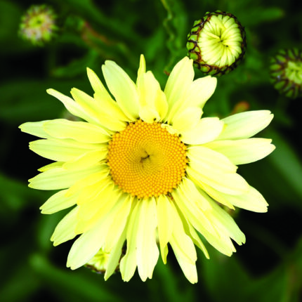 Leucanthemum Banana Cream