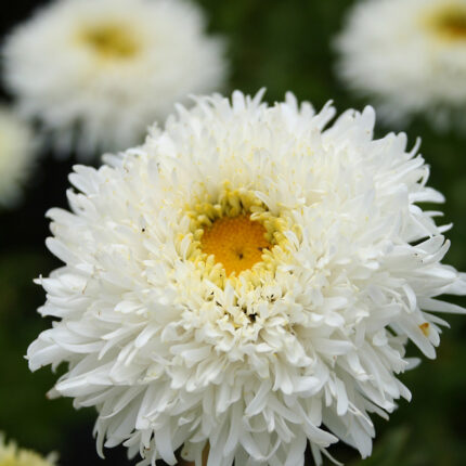 Leucanthemum Engelina