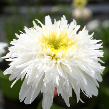 Leucanthemum x sup Fiona Coghill