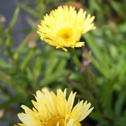 Leucanthemum x sup Goldfinch