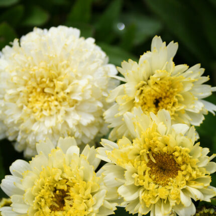Leucanthemum Luna