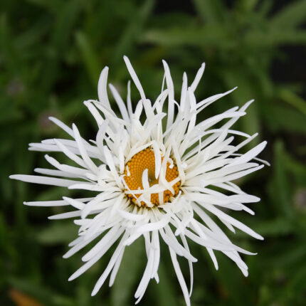 Leucanthemum x sup Shaggy