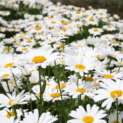 Leucanthemum m Snowlady