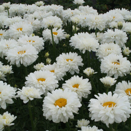 Leucanthemum Victorian Secret