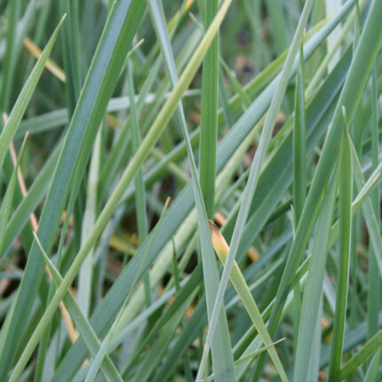 Leymus arenarius