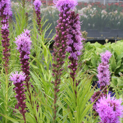 Liatris sp Kobold