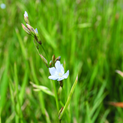 Libertia caerulescens