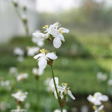 Libertia formosa
