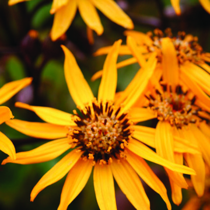 Ligularia dent Othello