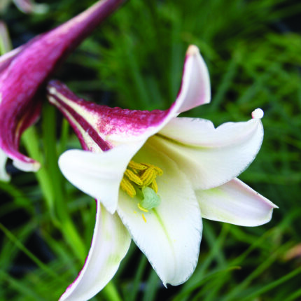 Lilium Formosanum