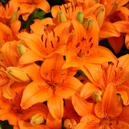 Lilium Orange Pixie