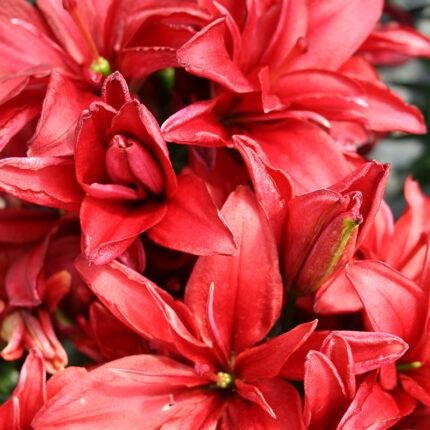Lilium Red Pixie
