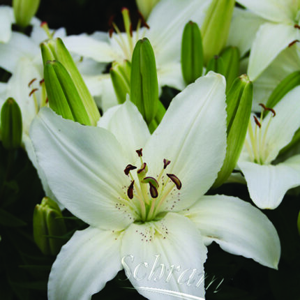 Lilium White Pixie