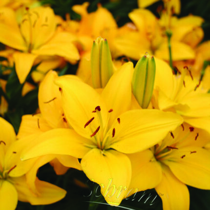 Lilium Yellow Pixie