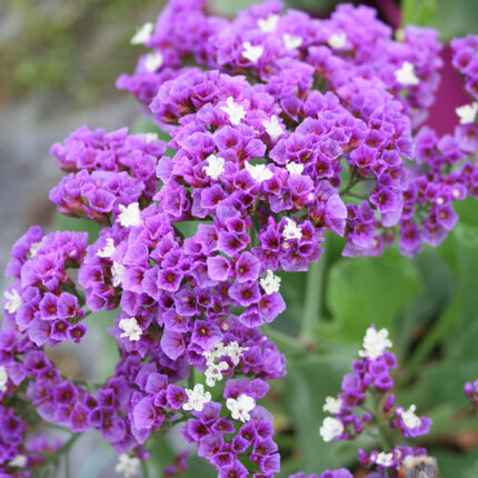 Limonium Salt Lake