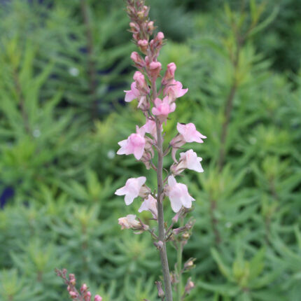 Linaria pupurea Canon Went