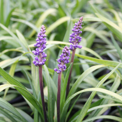 Liriope muscari Moneymaker