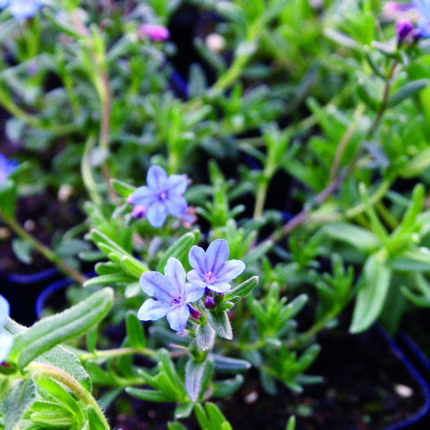 Lithodora diff Heavenly Blue