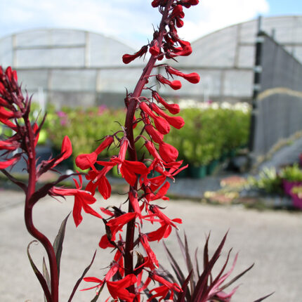 Lobelia Queen Victoria
