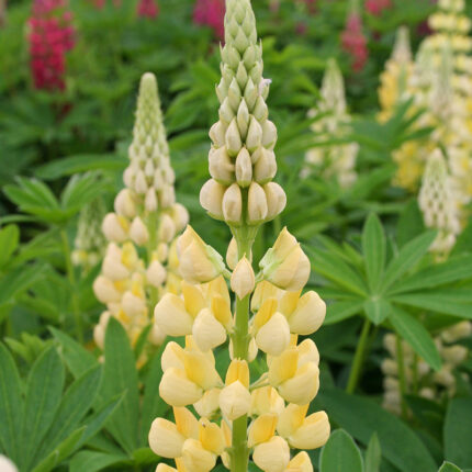 Lupinus Gallery Yellow