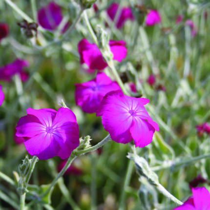 Lychnis cor Atrosanguinea