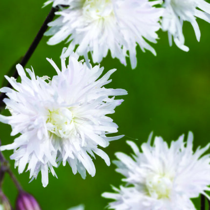 Lychnis Petite Henri