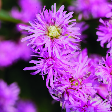 Lychnis Petite Jenny