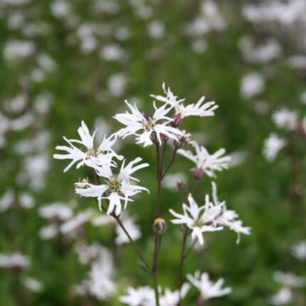 Lychnis flos-cuculi White Robin