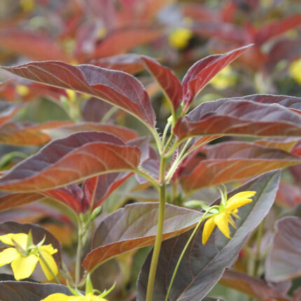 Lysimachia cil Firecracker
