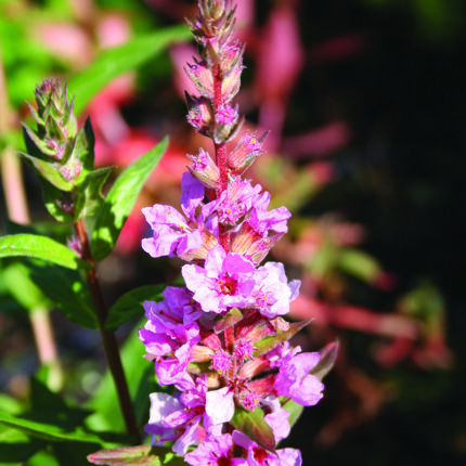 Lythrum sal Blush