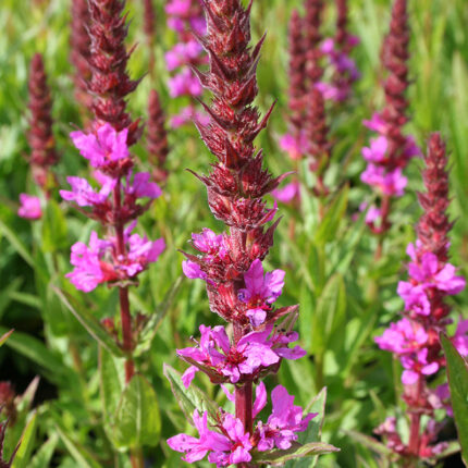 Lythrum sal Robin