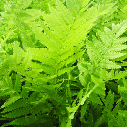 Matteuccia struthiopteris