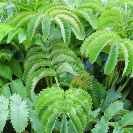 Melianthus major