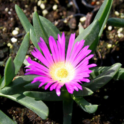 Mesembryanthemum edulis