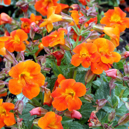 Mimulus Highland Orange