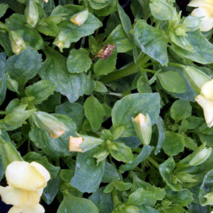 Mimulus Highland Yellow