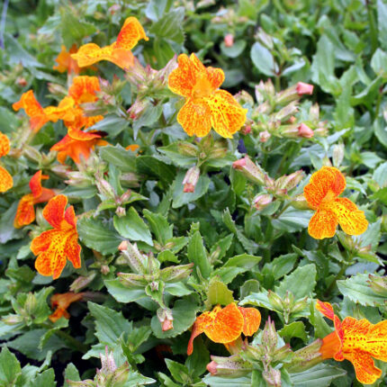 Mimulus Orange Glow