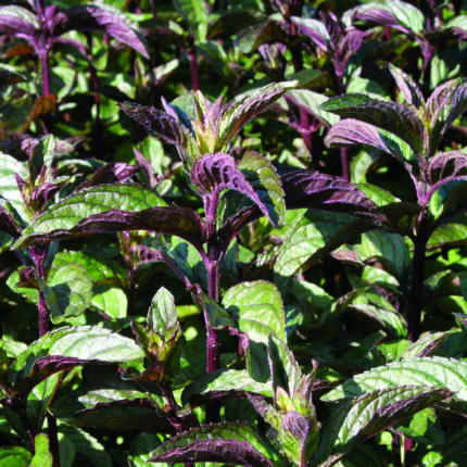 Mint Black Peppermint
