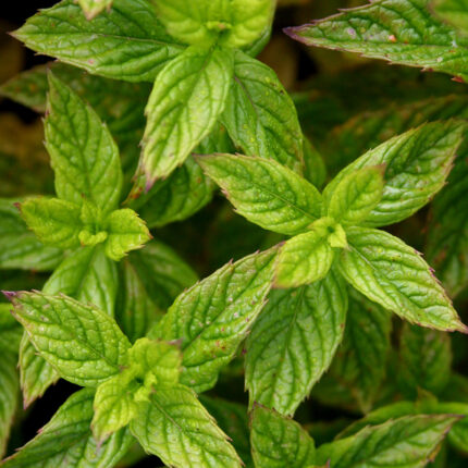 Mint Spearmint