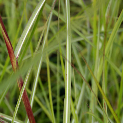 Miscanthus sin Ferne Osten