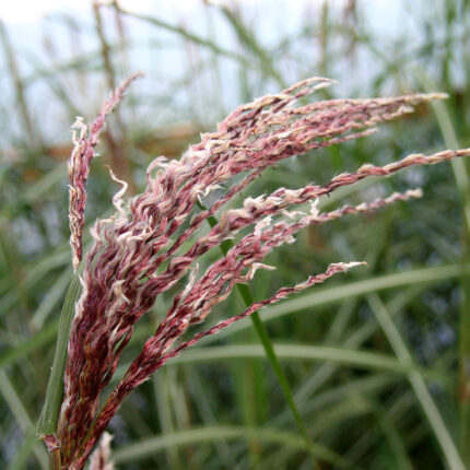 Miscanthus sin Malepartus
